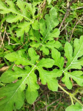 Genç bir karpuz bitkisi, karanlık bir arka planda, bahçede. Küçük yeşil karpuz filizi