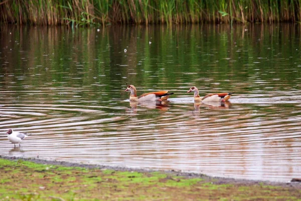 Kırsal Kesimde Suda Yüzen Ördeklerin Manzarası — Stok fotoğraf