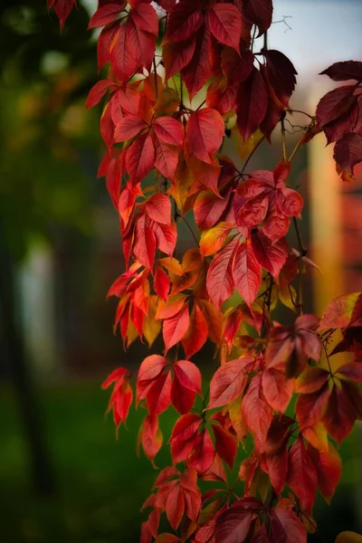 Вертикальный Снимок Красных Осенних Листьев Размытым Фоном — стоковое фото