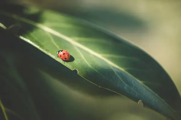 Closeup Shot Ladybird Coccinellidae Walking Green Leaf — Stock Photo, Image