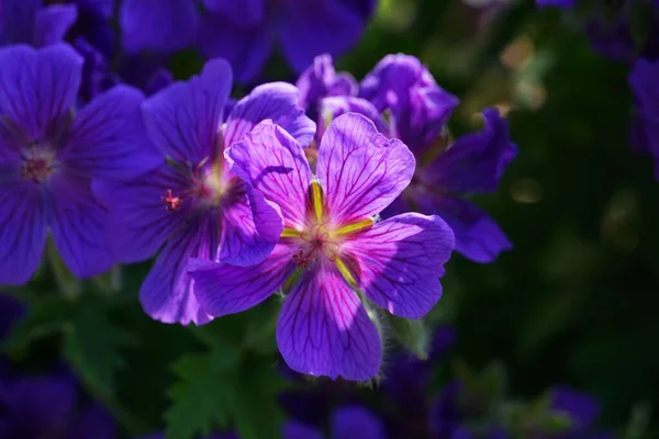 Primer Plano Una Flor Púrpura Del Pico Grulla Aislada Con —  Fotos de Stock