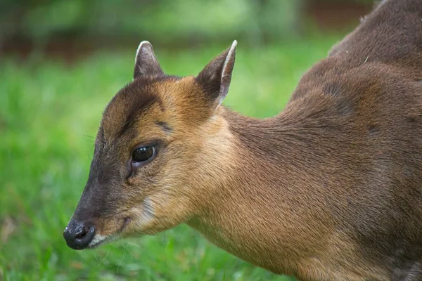 Zbliżenie Bok Wgląd Ślicznego Dziecka Chiński Muntjac Zielonej Łące Zamazanym — Zdjęcie stockowe