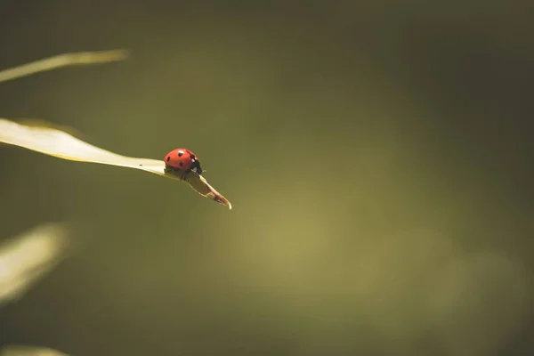 Селективный Снимок Крошечного Жука Леди Сидящего Травяном Листке Золотой Час — стоковое фото
