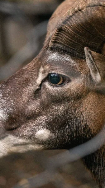 Metal Bir Çitin Içinden Bakan Kahverengi Bir Keçinin Dikey Görüntüsü — Stok fotoğraf