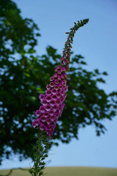 Vertikal Närbild Bild Foxhandske Blomma Med Suddig Bakgrund — Stockfoto