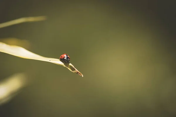 Closeup Shot Ladybird Coccinellidae Dry Leaf Blurry Green Background — Stock Photo, Image