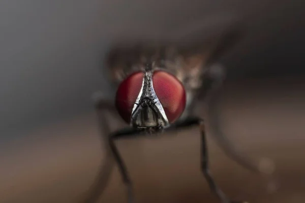 Ett Makro Skott Husfluga Suddig Bakgrund — Stockfoto