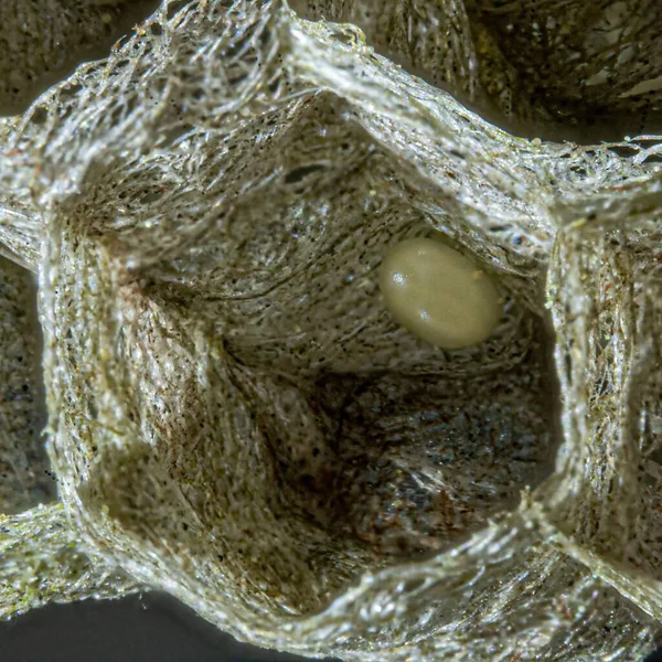 Detailní Záběr Vosího Hnízda Šestiúhelníkovou Strukturou Malým Vejcem — Stock fotografie