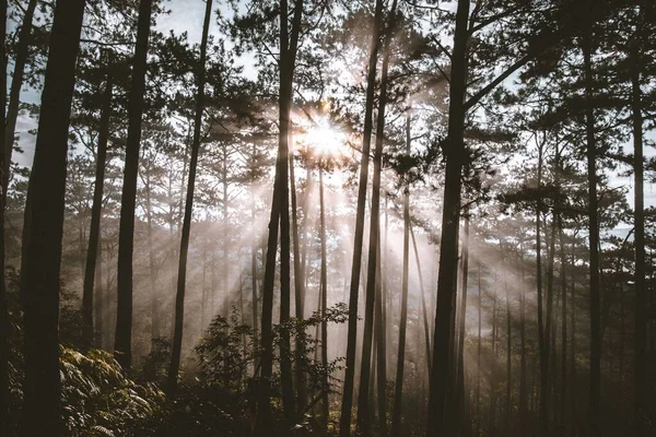 Een Prachtig Bos Scène Tijdens Zonsondergang Met Stralen Van Zonlicht — Stockfoto