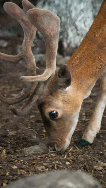 角の給餌で国内鹿の垂直ショット — ストック写真