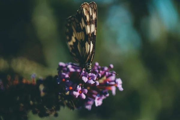 Closeup Shot Old World Swallowtail Papilio Machaon Purple Flower — Stock Photo, Image