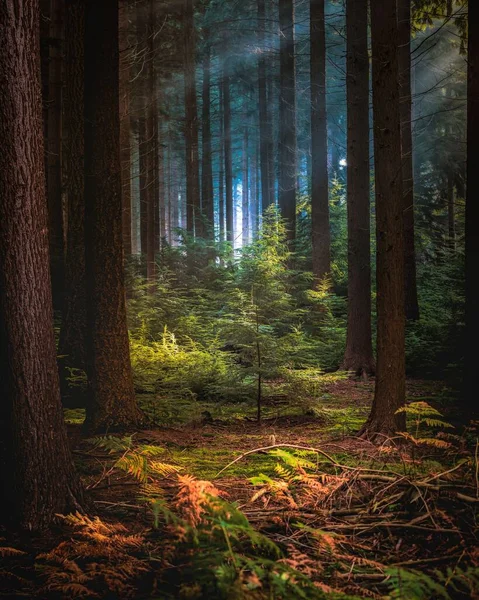 Slunce Svítí Mezi Stromy Lese Ranní Mlhou — Stock fotografie