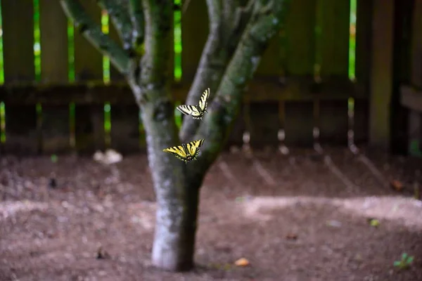 Closeup Shot Pair Swallowtail Butterflies Flying Tree — Stock Photo, Image
