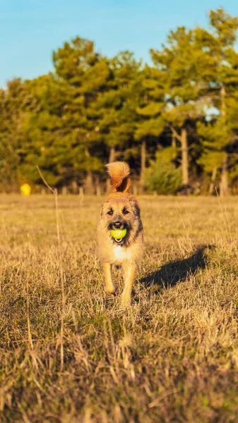 Een Verticaal Schot Van Een Hond Rennend Een Park Met — Stockfoto