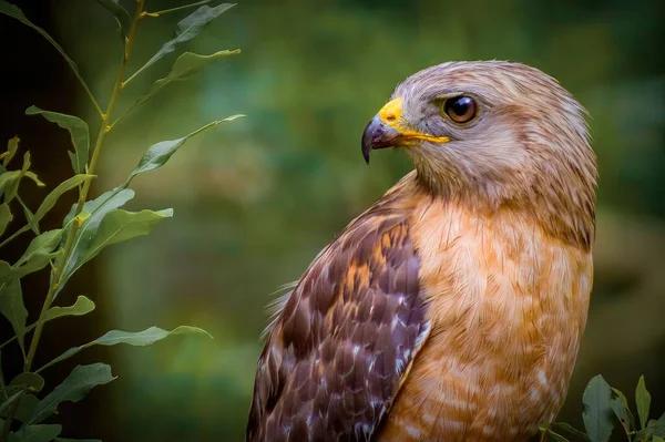 A close up shot of a Red-shouldered Hawk