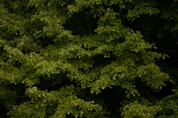 葉と機嫌の良い木の背景 — ストック写真