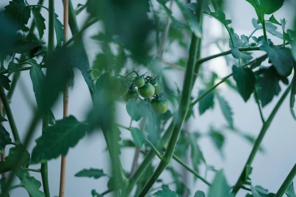 植物上の緑の熟していないトマトの選択的なショット — ストック写真