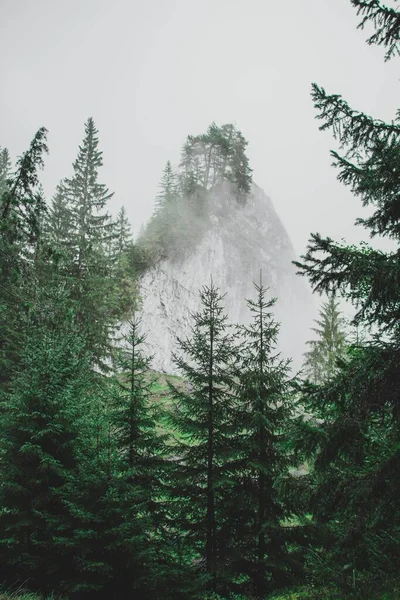 Вертикальний Знімок Ялинового Лісу Горою Задньому Плані — стокове фото