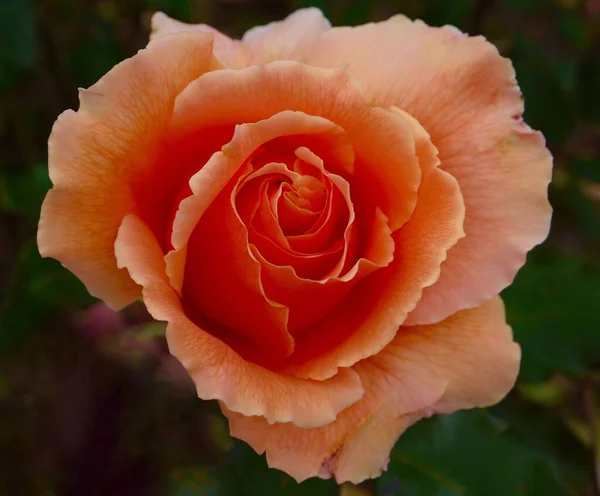 Ένα Κοντινό Πλάνο Ενός Λεπτού Πορτοκαλί Τριαντάφυλλου — Φωτογραφία Αρχείου