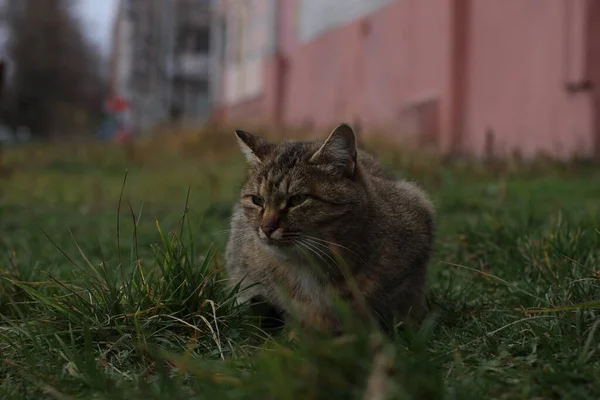 Eine Graue Katze Liegt Auf Dem Gras — Stockfoto