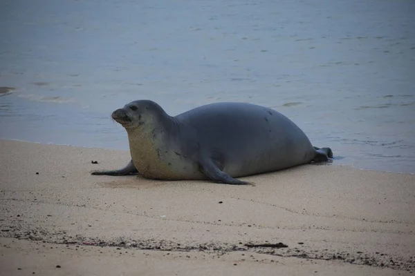 Gros Plan Phoque Gris Sur Une Plage — Photo