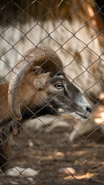 一只有角的棕色山羊穿过金属栅栏的垂直镜头 — 图库照片