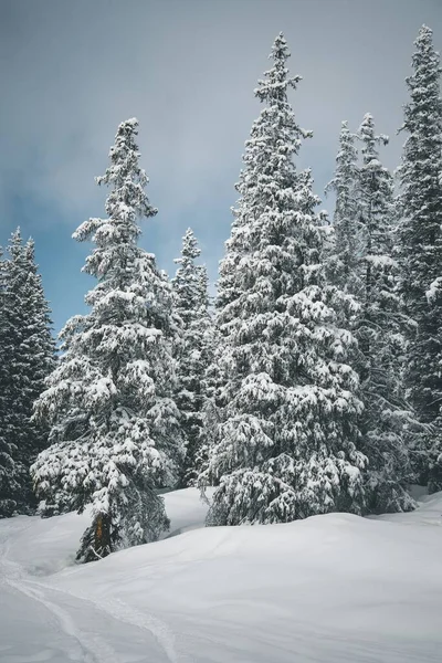 美丽的冬季风景 松树被白雪覆盖 — 图库照片