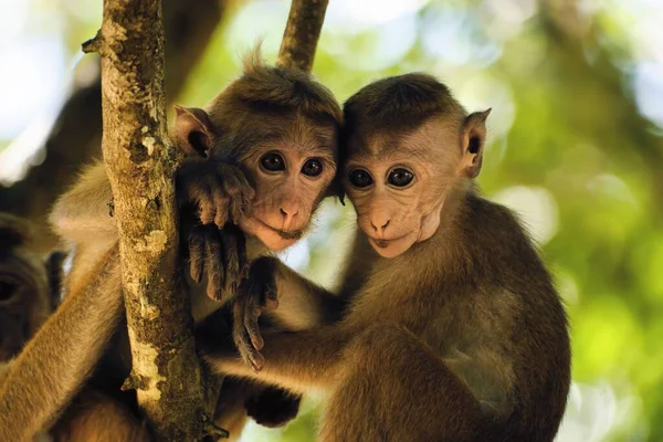 Een Close Shot Van Een Paar Van Twee Kleine Apen — Stockfoto