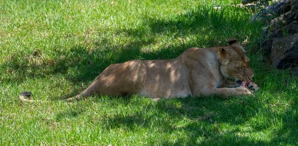 草の上に寝そべって肉を食べる雌ライオンの高角度の眺め — ストック写真