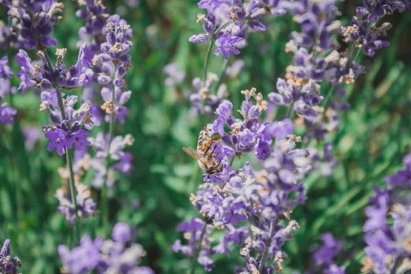 Tiro Foco Seletivo Uma Abelha Coletando Néctar Uma Flor Campo — Fotografia de Stock