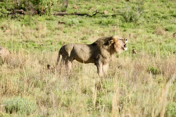 草原の晴れた日にアジアのライオンが轟音を立てて — ストック写真
