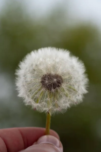 Vertical Closeup Shot Fingers Holding Common Dandelion Blowball Blur Background — Stock Photo, Image