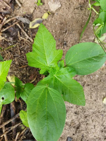 Árboles Pequeños Ricino Joven Las Semillas Son Venenosas Tronco Extrae —  Fotos de Stock