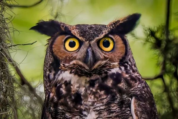 Eine Langohr Eule Auf Verschwommenem Hintergrund — Stockfoto