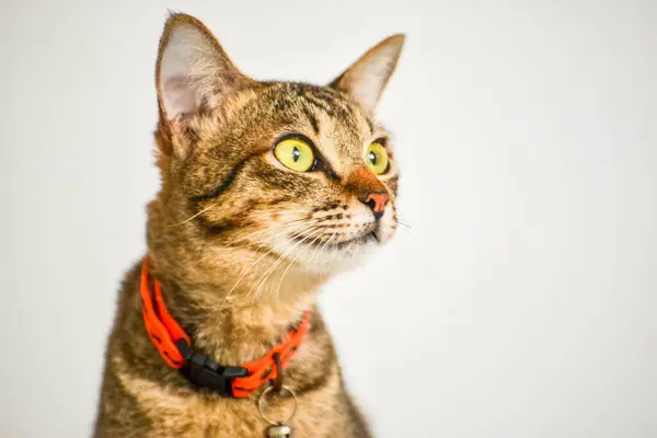 一只长着绿眼睛和红领子的可爱的胖胖的猫的特写镜头 — 图库照片