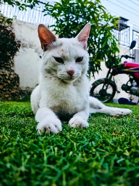 White Cat Resting Green Grass — Stock Photo, Image