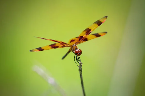 Eine Selektive Ansicht Einer Libelle Die Auf Dem Dampf Einer — Stockfoto