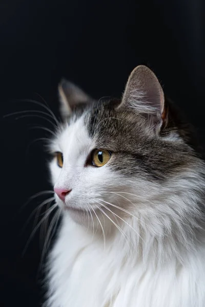 Вертикальный Портрет Европейской Короткошерстной Кошки Дикими Желтыми Глазами Смотрящими Сторону — стоковое фото