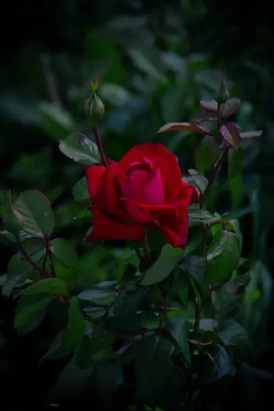 Vertikal Närbild Skott Röd Ros Blomma Trädgård — Stockfoto