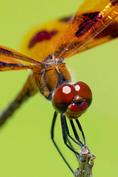 Bir Yusufçuğun Makro Görüntüsü Bir Bitkinin Buharına Tünemiş — Stok fotoğraf