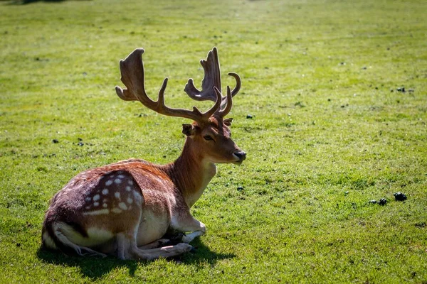 Beautiful Shot Fallow Deer Lying Grass Sunlight — Stock Photo, Image