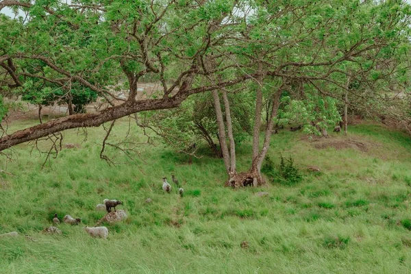Bermain Main Domba Alam Dikelilingi Oleh Pohon Pohon — Stok Foto