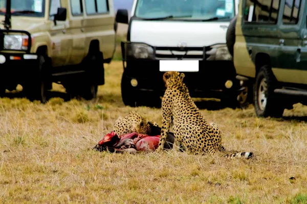 Primer Plano Dos Leopardos Devastando Caza Camiones Fondo — Foto de Stock