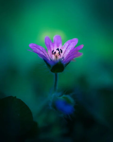 Plan Macro Une Seule Fleur Violette — Photo