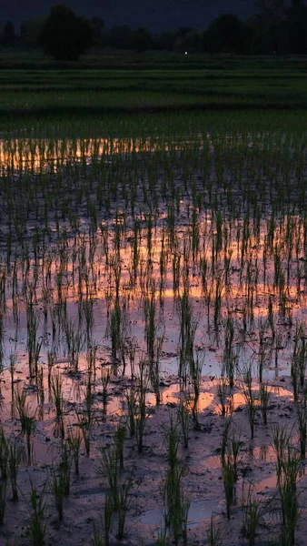 Vertical Shot Marshland Sunset — Stock Photo, Image