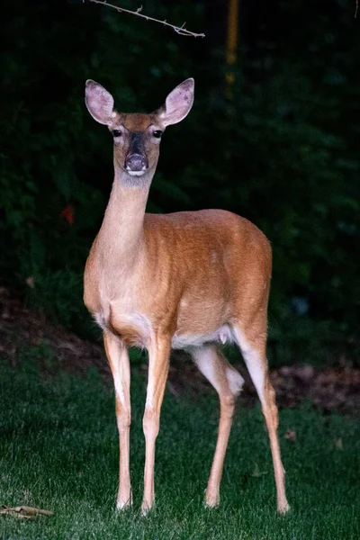 Vertikal Bild Bedårande Key Deer Tittar Kameran När Står Fältet — Stockfoto