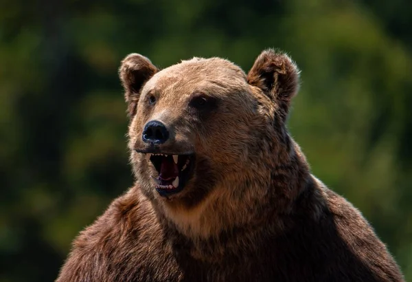 Primer Plano Con Oso Peluche Pelo Corbata — Foto de Stock