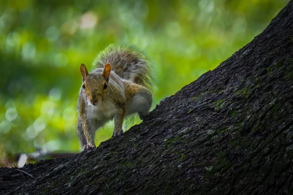 성가신 나무줄기 위에서 브라질 다람쥐의 선택적 — 스톡 사진