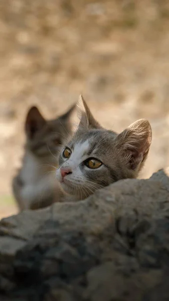 Vertikal Bild Bebis European Shorthair Katt Tittar Genom Sten — Stockfoto