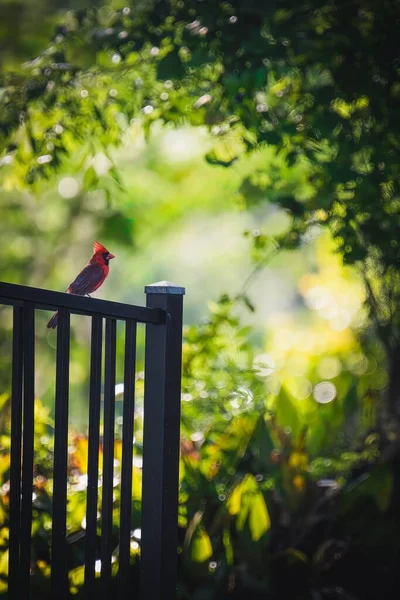 Ein Vertikaler Blick Auf Einen Nördlichen Kardinalvogel Der Auf Einem — Stockfoto